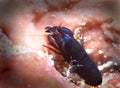 De Man's snapping shrimp