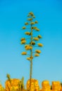 De ondergaande zon kleurt de Agave geel en in contrast met de blauwe lucht een kleurrijk geheel. Royalty Free Stock Photo
