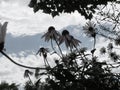 De Saturated Wild Mountain Daisies with Backdrop of Sky and Clouds Royalty Free Stock Photo