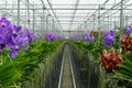 De Vanda orchids in greenhouse