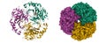 Deacetoxycephalosporin C synthase complexed with Penicillin G