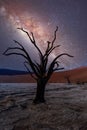 Dead acacia in Dead Vlei, Sossusvlei Namibia Africa Royalty Free Stock Photo