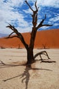 Dead acacia in Deadvlei. Sossusvlei. Namib-Naukluft park. Namibia Royalty Free Stock Photo