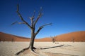 Tree and dune, Sossusvlei, Namibia Royalty Free Stock Photo