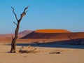 Dead acacia tree in Deadvlei Royalty Free Stock Photo