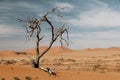 Dead acacia tree in desert Royalty Free Stock Photo