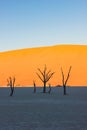 Dead trees in Deadvlei,Namib Desert at sunrise,Namibia,Southern Africa Royalty Free Stock Photo