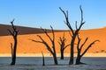 Dead trees in Deadvlei,Namib Desert at sunrise,Namibia,Southern Africa Royalty Free Stock Photo