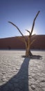 Dead Acacia Trees of Deadvlei in Namib-Naukluft Park, Namibia Royalty Free Stock Photo