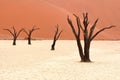 Dead acacia trees in the Namib Desert, Namibia Royalty Free Stock Photo