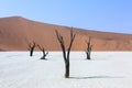 Dead acacia trees and the red dunes of Deadvlei near the famous salt pan of Sossusvlei. Namib desert. Namibia. Africa Royalty Free Stock Photo