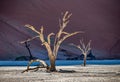 Dead acacia Trees and red dunes in Deadvlei. Sossusvlei. Royalty Free Stock Photo