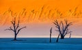 Dead acacia Trees and red dunes in Deadvlei. Sossusvlei. Royalty Free Stock Photo