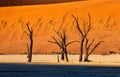 Dead acacia Trees and red dunes in Deadvlei. Sossusvlei. Royalty Free Stock Photo