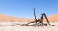 Dead acacia trees and red dunes of Namib desert Royalty Free Stock Photo