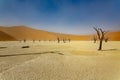 Dead Acacia trees in Sossusvlei, Namib desert. Royalty Free Stock Photo