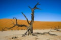 Dead Acacia in the Vlei - Sossusvlei - Namibia Royalty Free Stock Photo