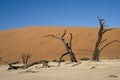 Dead Acacia in the Vlei - Sossusvlei - Namibia Royalty Free Stock Photo