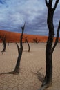 Dead acacias in Deadvlei. Sossusvlei. Namib-Naukluft park. Namibia Royalty Free Stock Photo