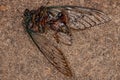 Dead Adult Cicada Insect Royalty Free Stock Photo