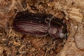Dead Adult Shining Leaf Chafer Beetle Royalty Free Stock Photo