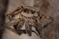 Dead Adult Wolf Spider Royalty Free Stock Photo