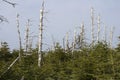 Dead and Alive Alpine Trees