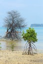 Dead and alive Rhizophora Mangrove Mudflats