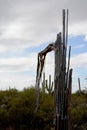 Dead And Alive Saguaro Cactus Royalty Free Stock Photo