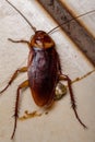 Dead American Cockroach