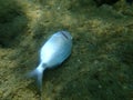 Dead annular sea bream Diplodus annularis undersea, Aegean Sea