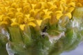Dead ant in a set of yellow flowers in macrophotograph register. Royalty Free Stock Photo