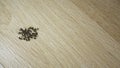Dead ants on a floor Royalty Free Stock Photo
