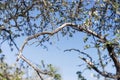 dead apple tree branch Royalty Free Stock Photo