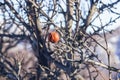 The dead apple tree Royalty Free Stock Photo