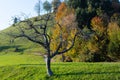 Dead apple tree on a sunny autumn day Royalty Free Stock Photo