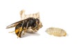 Dead asian hornet with larvae macro in white background Royalty Free Stock Photo
