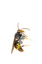 Dead asian hornet macro in white background Royalty Free Stock Photo