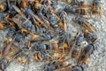 dead asian hornets on a large stone Royalty Free Stock Photo