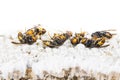 Dead asian hornets on nest honeycombed macro studio Royalty Free Stock Photo