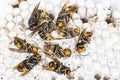 Dead asian hornets on nest honeycombed macro studio Royalty Free Stock Photo