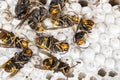 Dead asian hornets on nest honeycombed macro studio Royalty Free Stock Photo