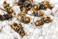 Dead asian hornets on nest honeycombed macro studio Royalty Free Stock Photo