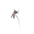 Dead Asian Tiger Mosquito, Aedes albopictus, macro on white background. A transmitter of many viral pathogens, including Royalty Free Stock Photo