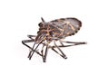 A dead assassin bug, cockroach Royalty Free Stock Photo