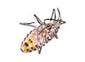 A dead assassin bug, cockroach Royalty Free Stock Photo