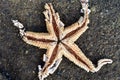 Decomposing dead sand sea star Royalty Free Stock Photo