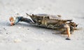 Atlantic Blue Crab on the beach, Hilton Head Island, South Carolina