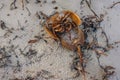 Dead Atlantic horseshoe crab at Staten Island beach, mexico Royalty Free Stock Photo