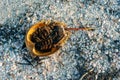 Dead Atlantic horseshoe crab at Staten Island beach, mexico Royalty Free Stock Photo